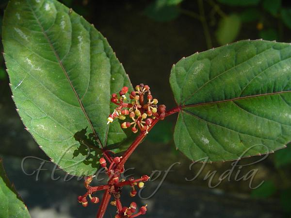 Climbing Begonia